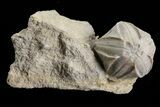 Lot: Blastoid Fossils (Pentremites) On Shale - Pieces #78036-1